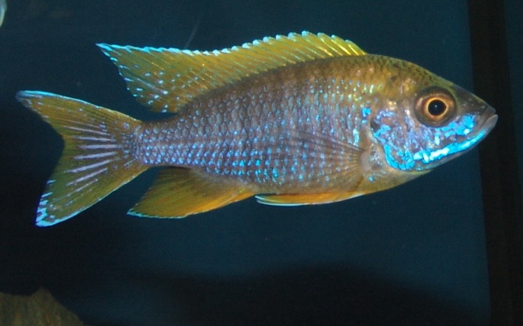 Aulonocara jacobfreibergi 'Undu Reef'